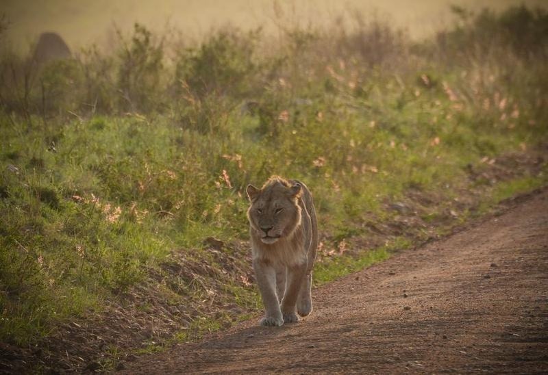 สัตว์ป่าในเขตอนุรักษ์ มาไซ มารา ประเทศเคนยา
