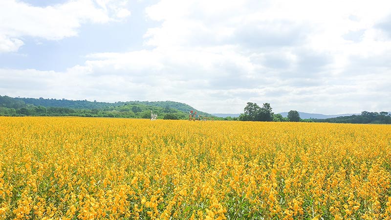 ทุ่งปอเทืองเหลือง