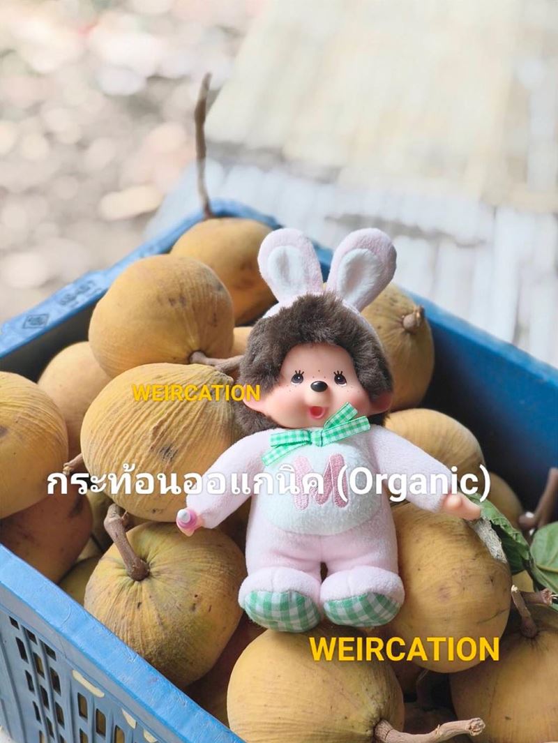 เวียร์ ศุกลวัฒน์