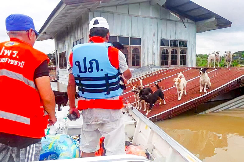 หมาท่ากก