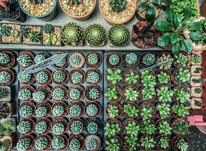 ตลาดต้นไม้