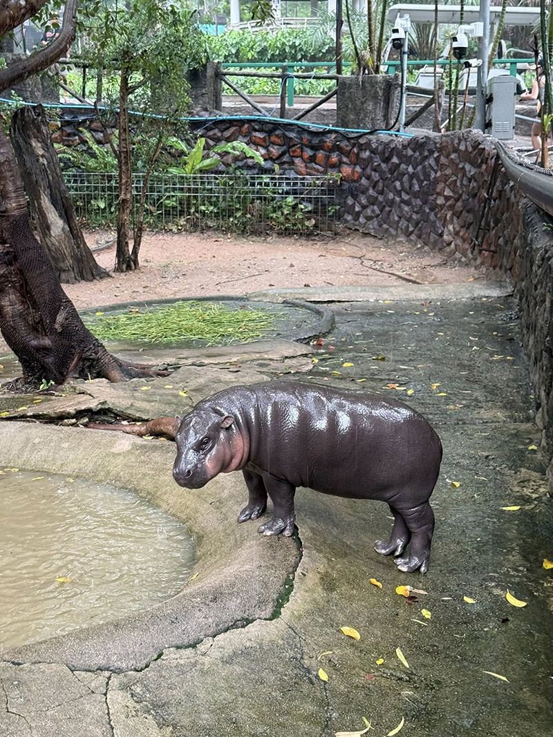 หมูเด้ง ยังฮอตไม่หยุด