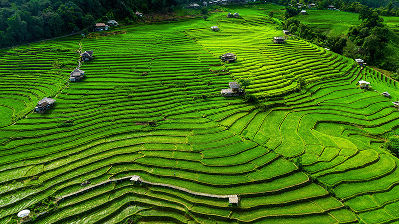 นาขั้นบันได บ้านป่าบงเปียง จังหวัดเชียงใหม่