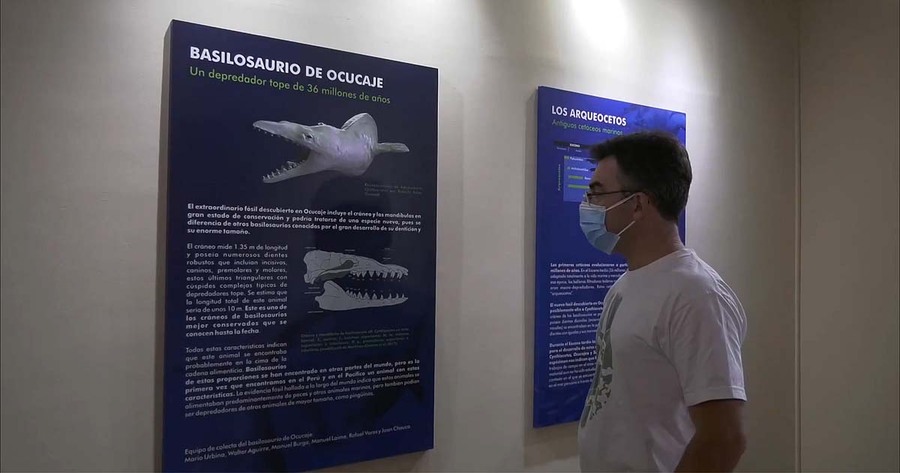 กะโหลกวาฬดึกดำบรรพ์