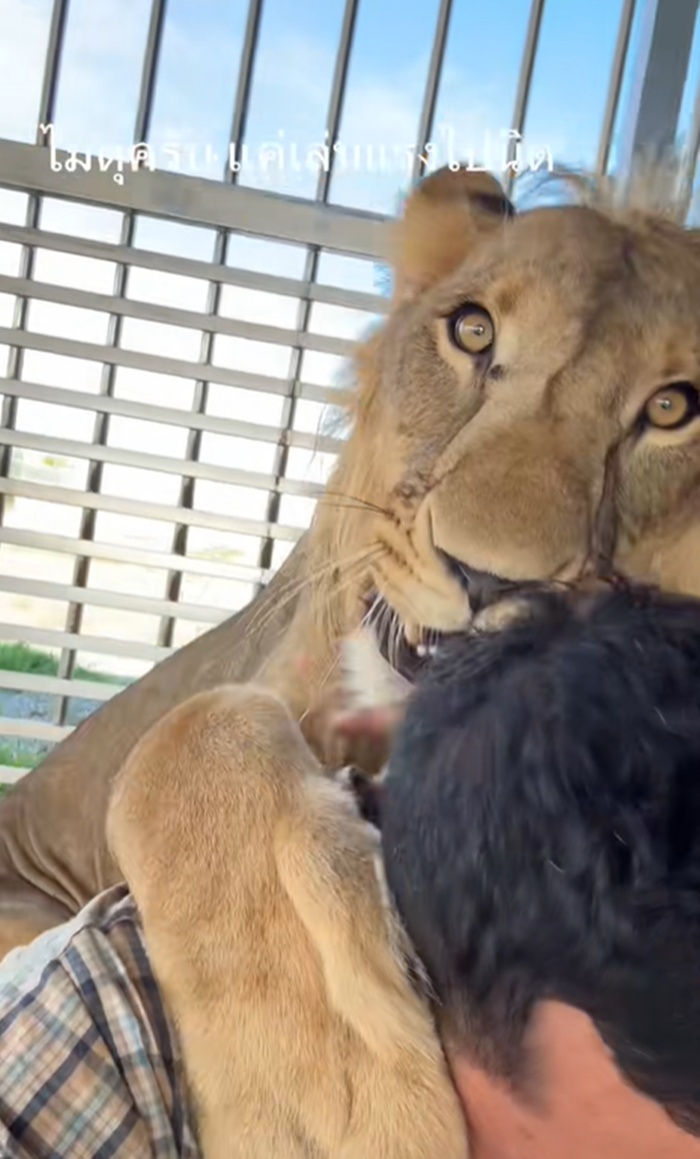 เล่นกับสิงโต