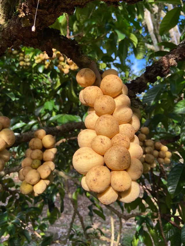 สวนลองกอง 