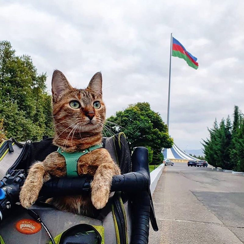 แมวจรจัด