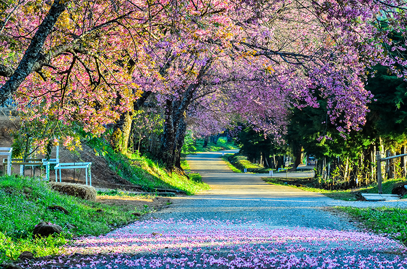 ศูนย์วิจัยเกษตรหลวงเชียงใหม่ (ขุนวาง) จุดชมดอกนางพญาเสือโคร่ง 2568/2569