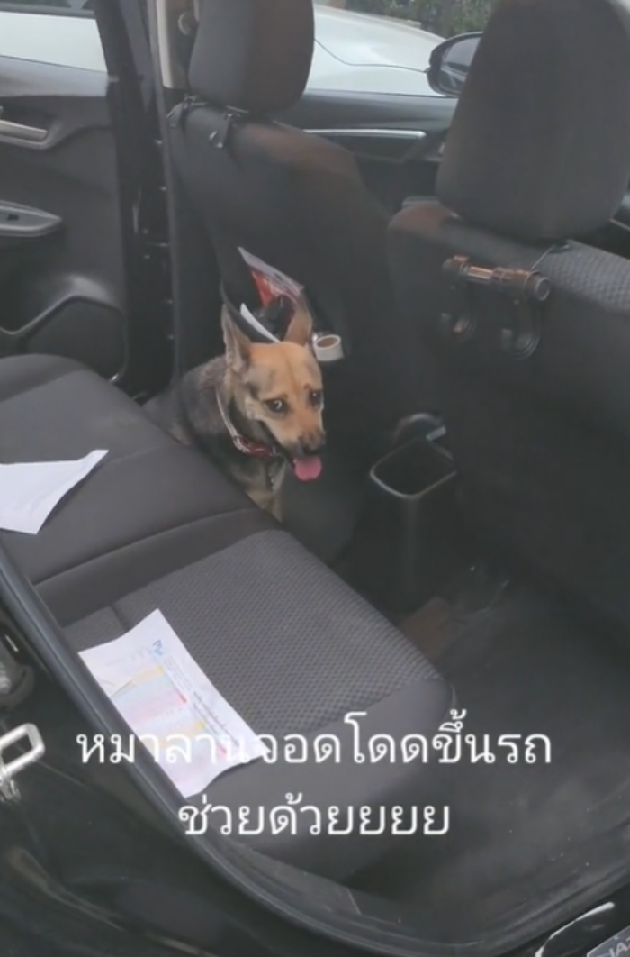 หมาหลง