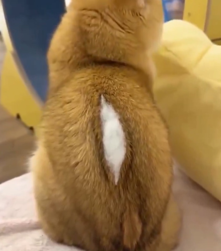 ขนตุ๊กตา