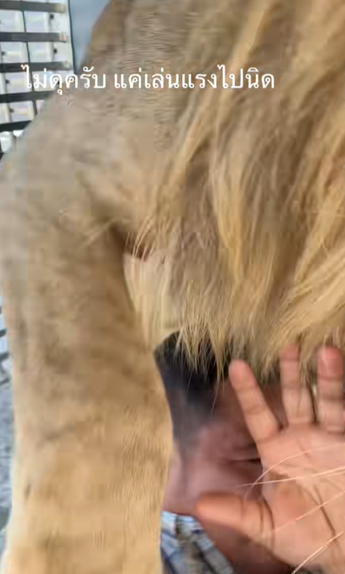 เล่นกับสิงโต