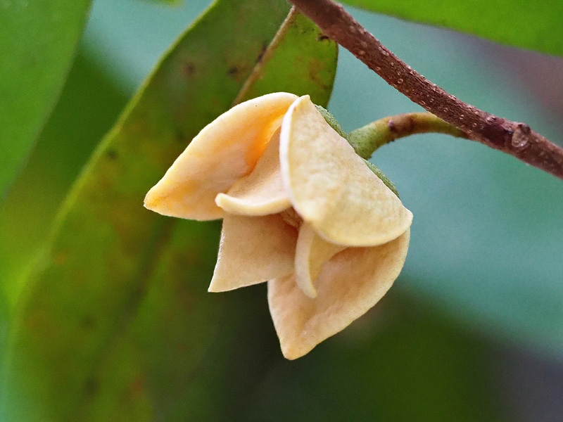 ไม้ดอกมีกลิ่นหอมอ่อน ๆ ดอกนมแมว