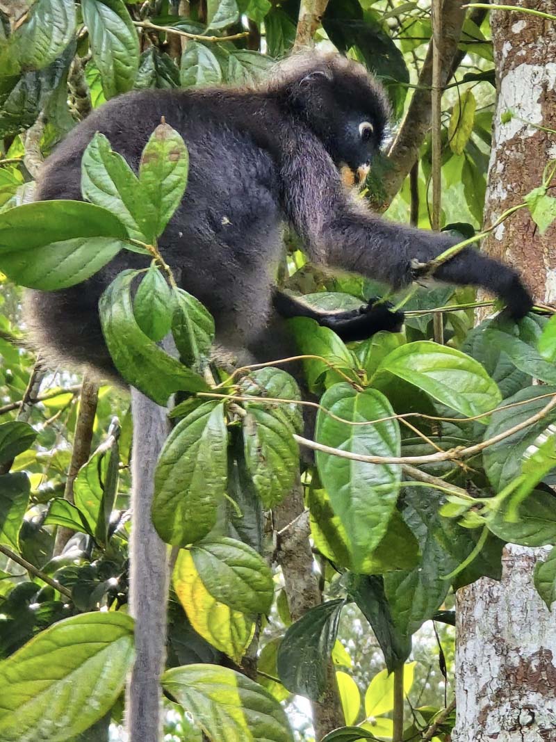 เที่ยวปีนัง