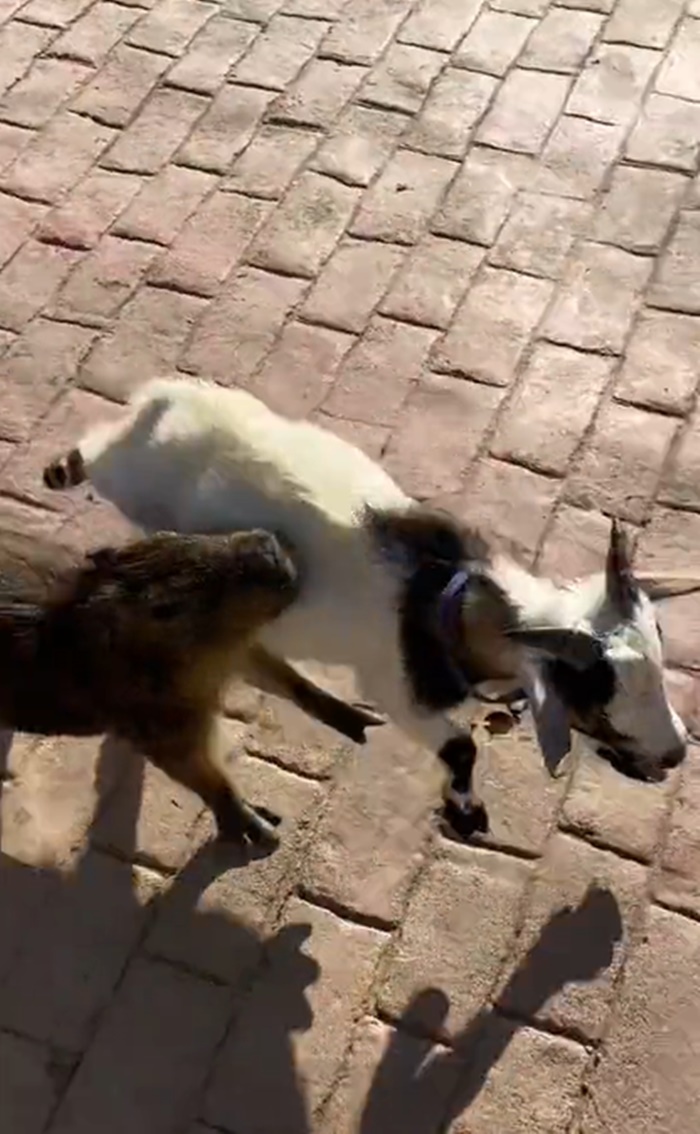 คาปิบารา