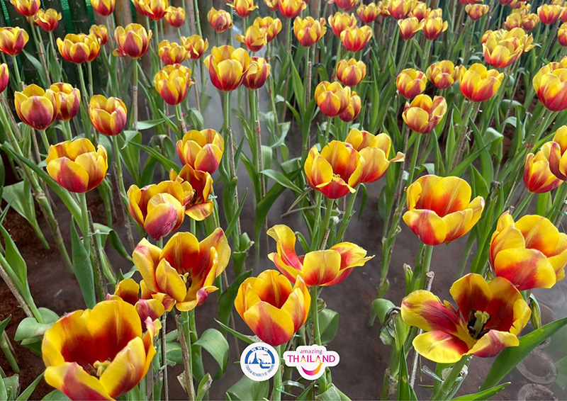 Colorful Garden in Phrae 2025 แพร่