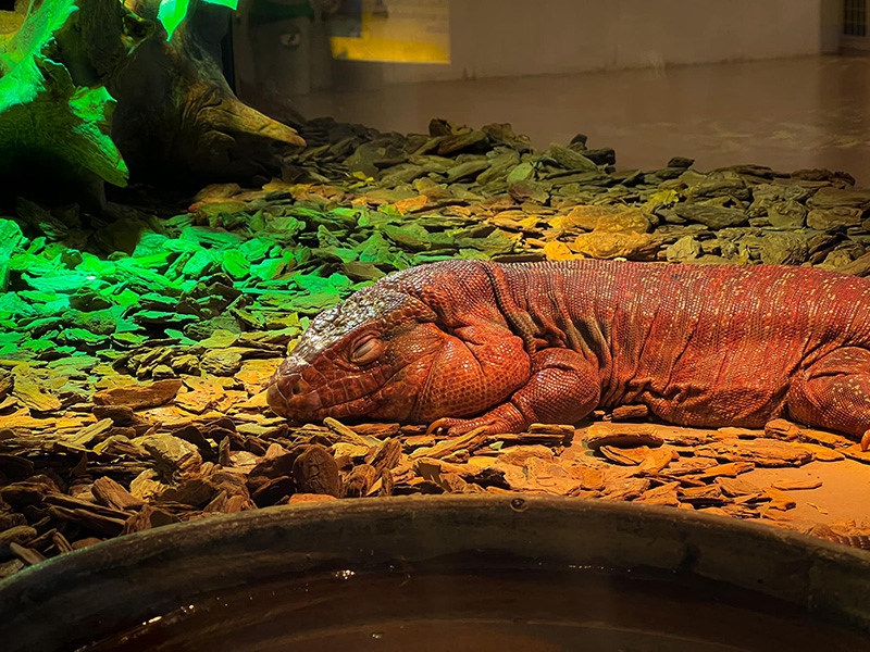 สวนสัตว์พาต้า