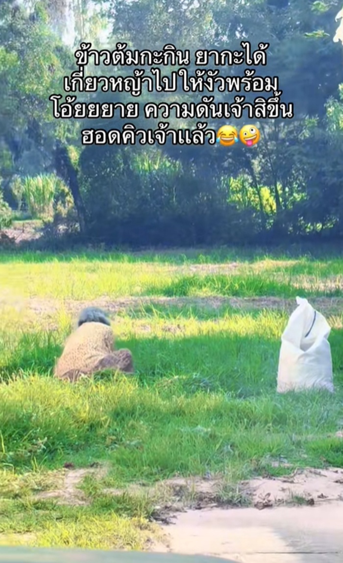 เกี่ยวหญ้า