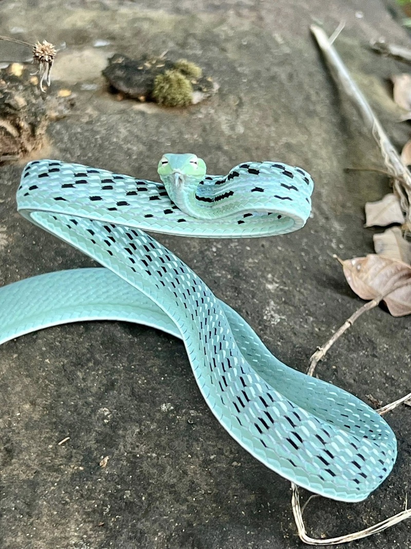 งูเขียวปากจิ้งจก