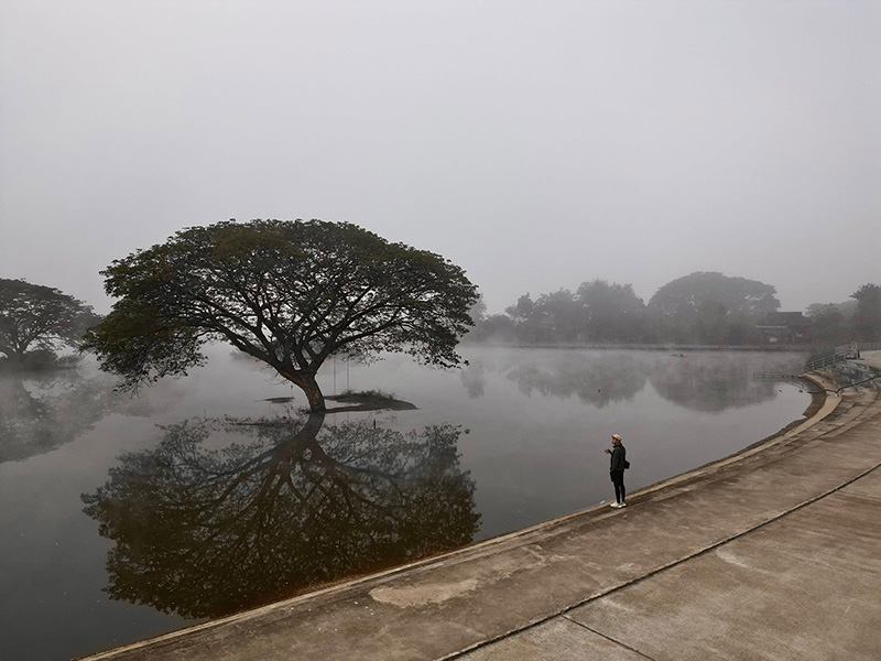 หนองน้ำครก น่าน ต้นจามจุรี