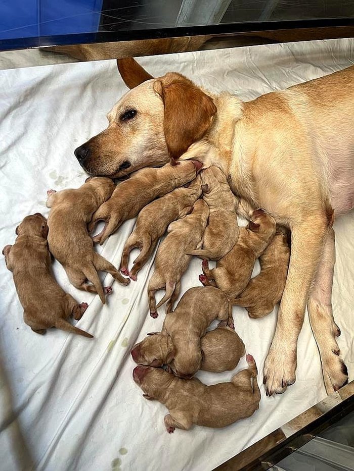 สุนัขตำรวจ