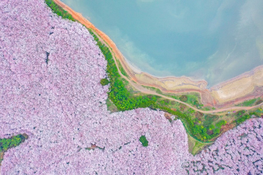 เกาะสีชมพู