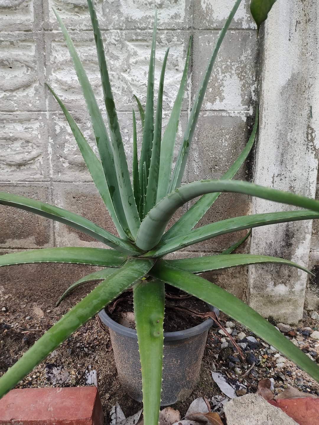 น้ำว่านหางจระเข้สูตรหวานน้อย