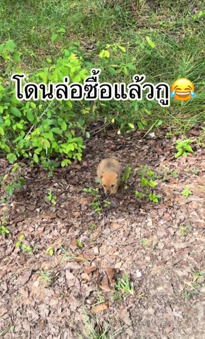 ลูกหมา