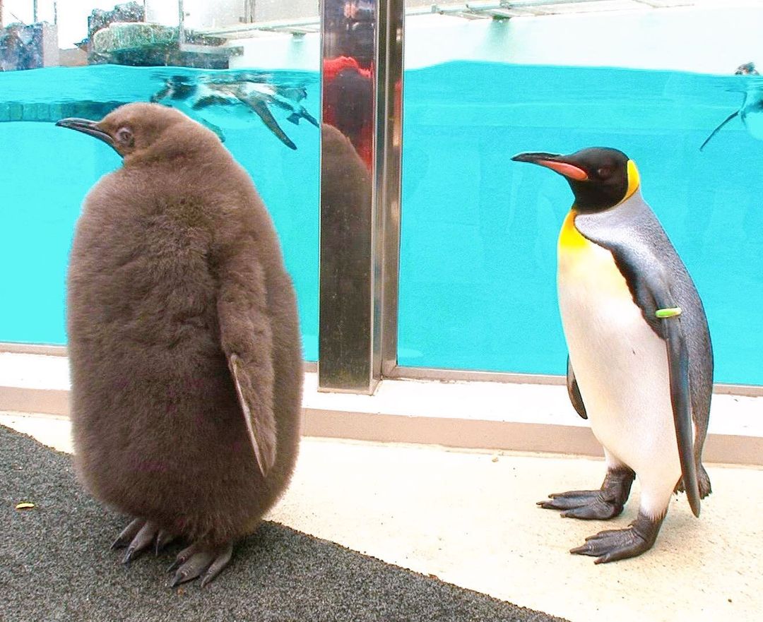 เพนกวิน