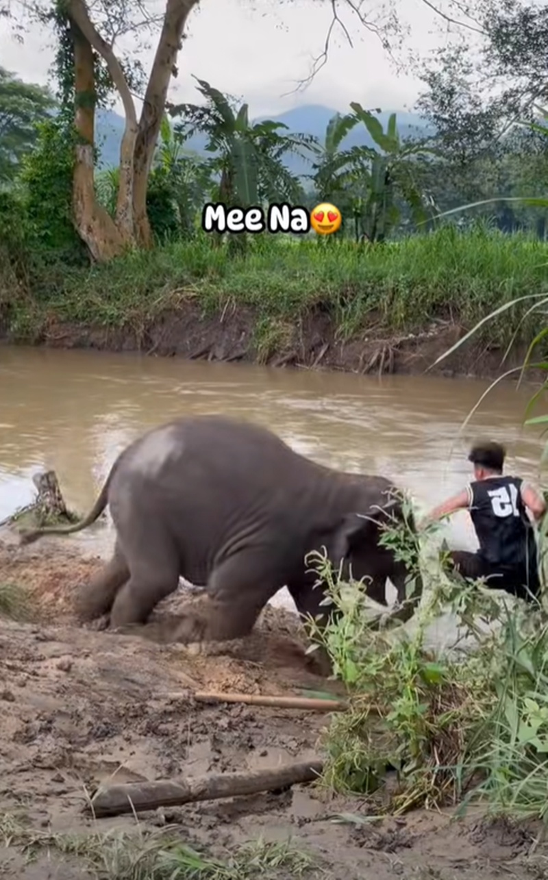 ช้างน้อย