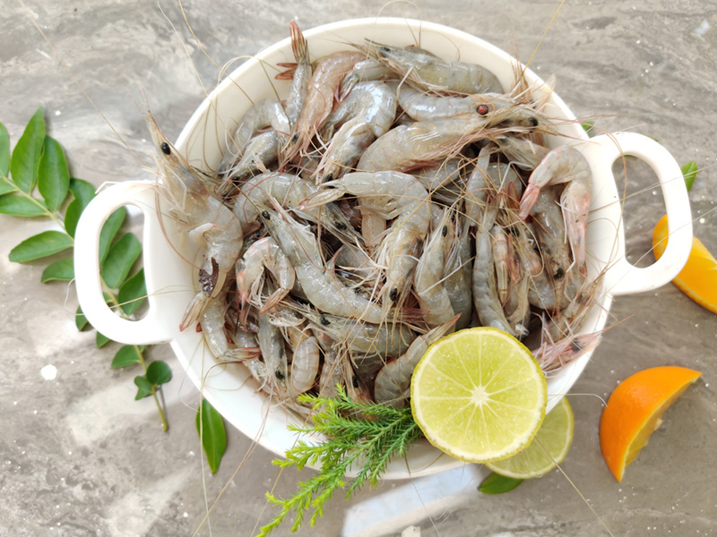 กุ้งมีกี่ชนิด