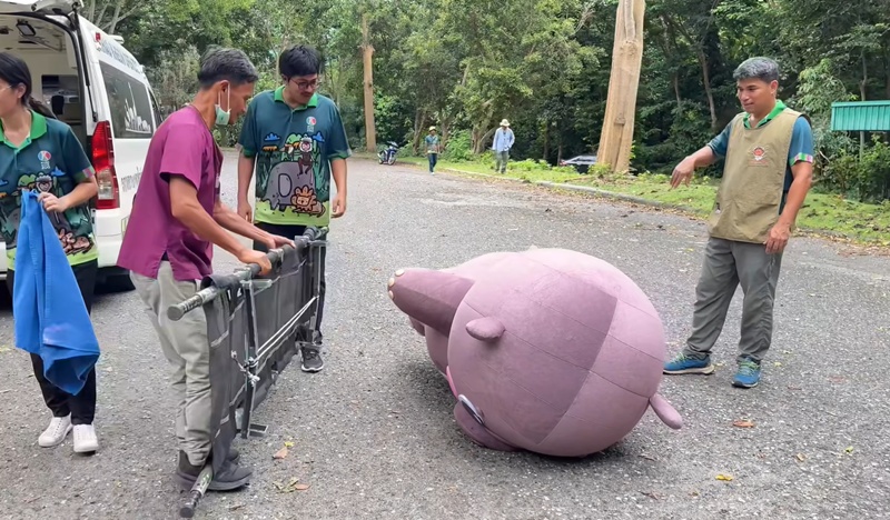 หมูเด้ง