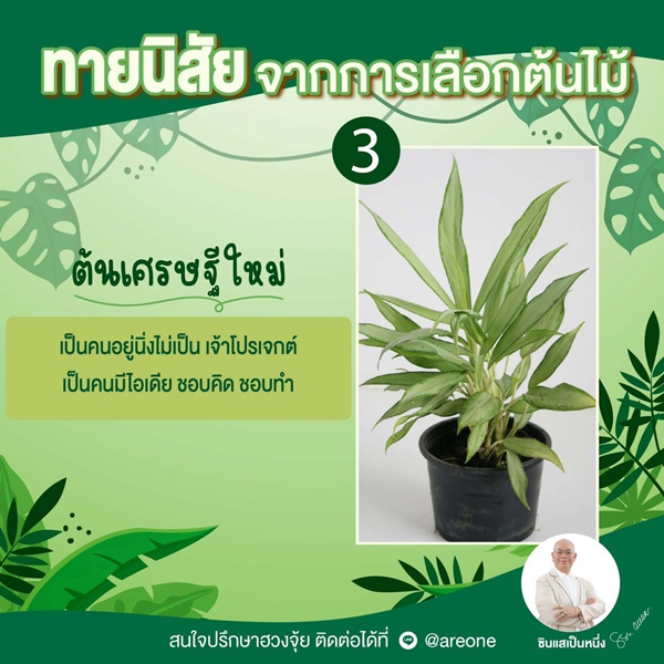 ต้นเศรษฐีใหม่