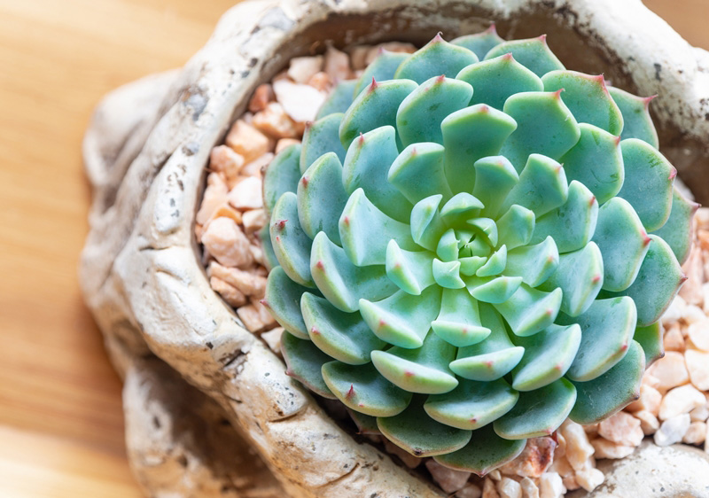 กุหลาบหิน Echeveria Minima