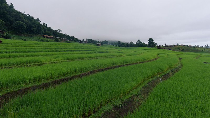 นาข้าวขั้นบันได 2565