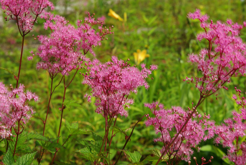 ฮาคุบะ (Hakuba) ญี่ปุ่น สวนพฤกษศาสตร์ฮาคุบะโกะริว 