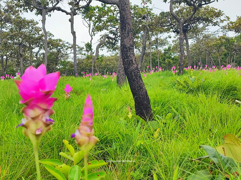 ทุ่งดอกกระเจียว 2568 อุทยานแห่งชาติป่าหินงาม
