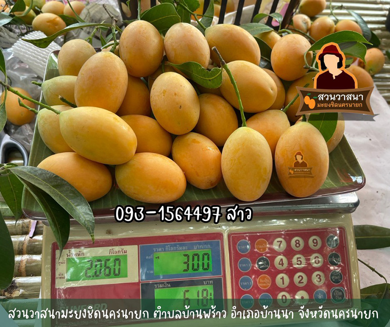 สวนวาสนามะยงชิดนครนายก สวนมะยงชิด 2569