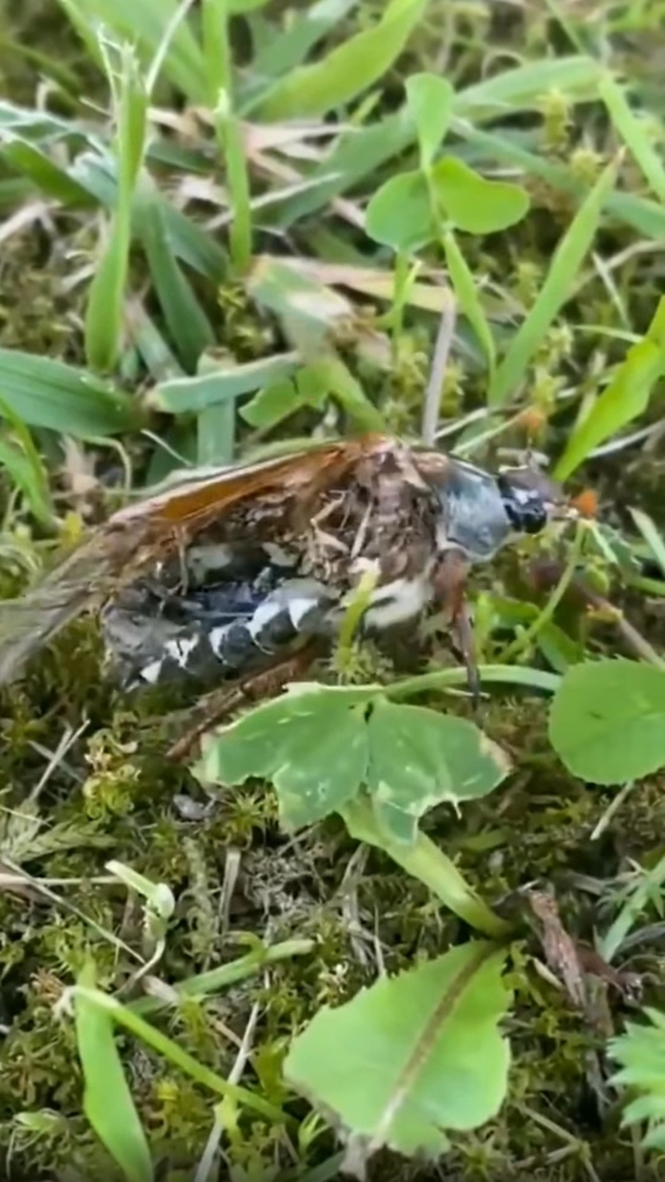 แมลงซอมบี้