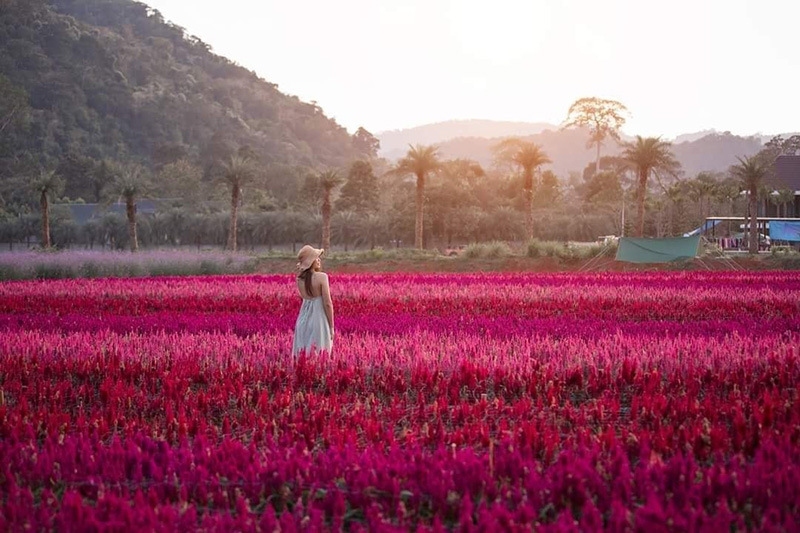 Hokkaido Flower Park Khaoyai จังหวัดนครราชสีมา
