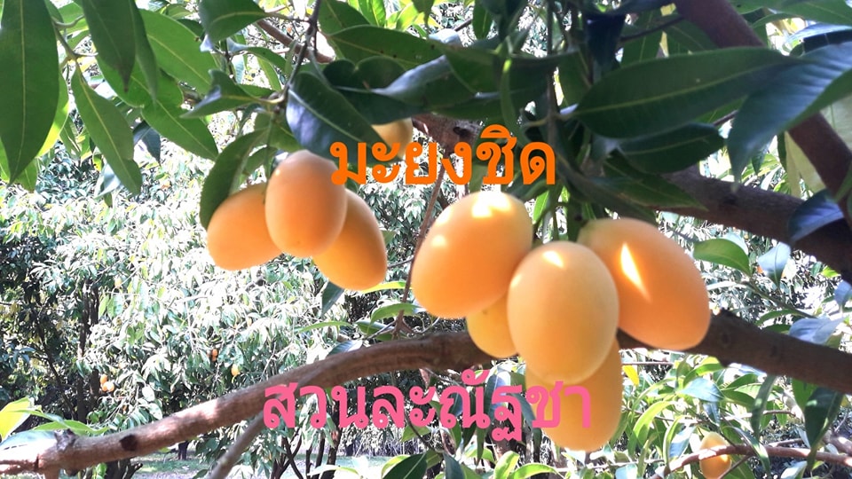 สวนมะยงชิด