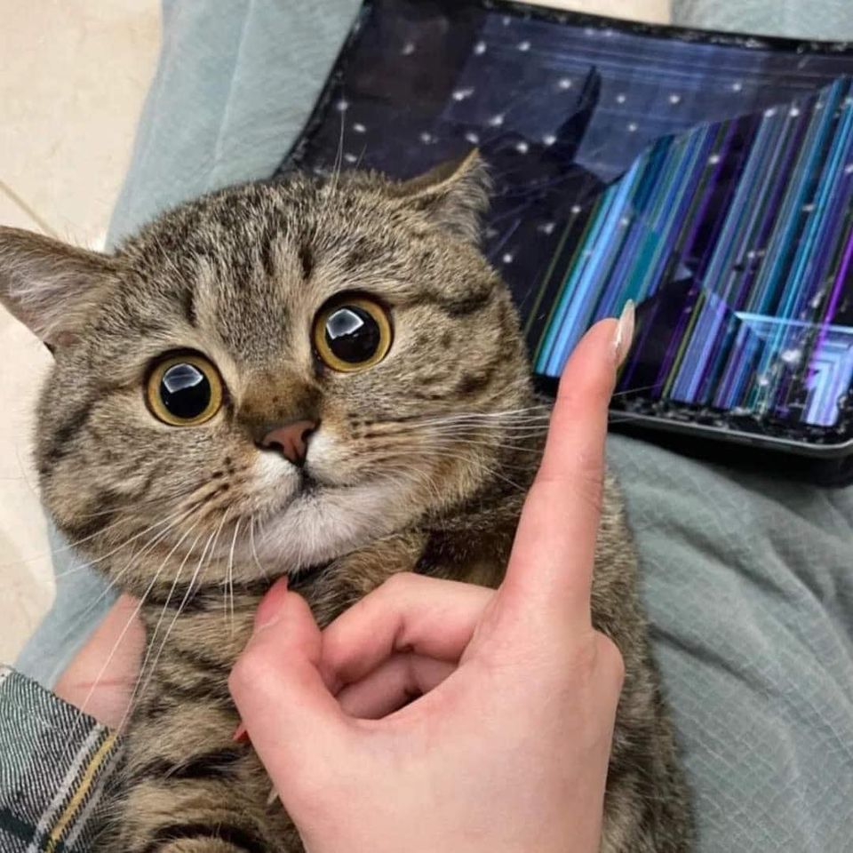 แมวโดนดุ
