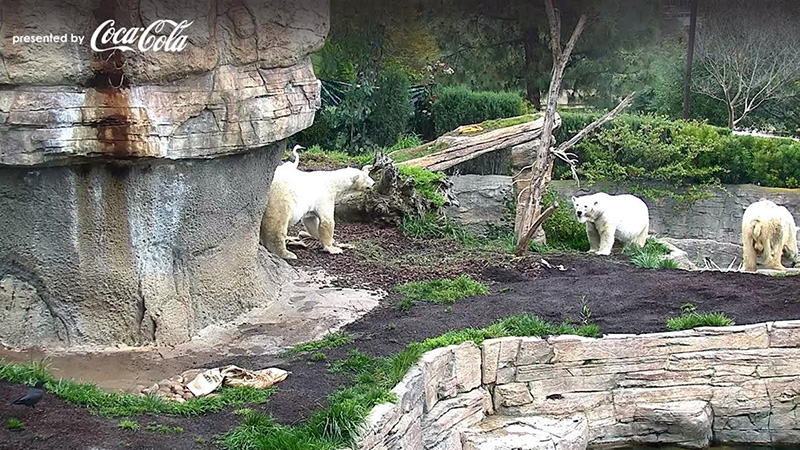 สวนสัตว์ออนไลน์