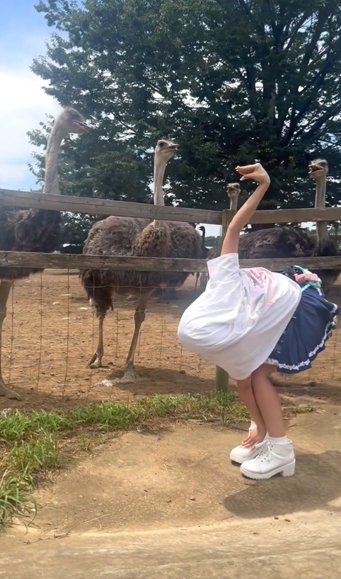 นกกระจอกเทศ