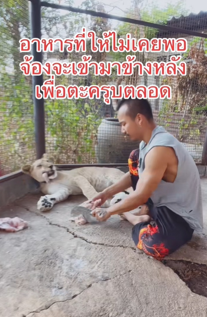 ให้อาหารสิงโต