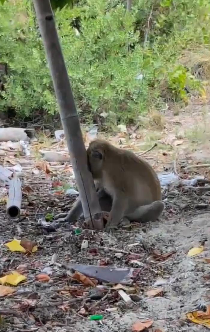 ลิงขโมย