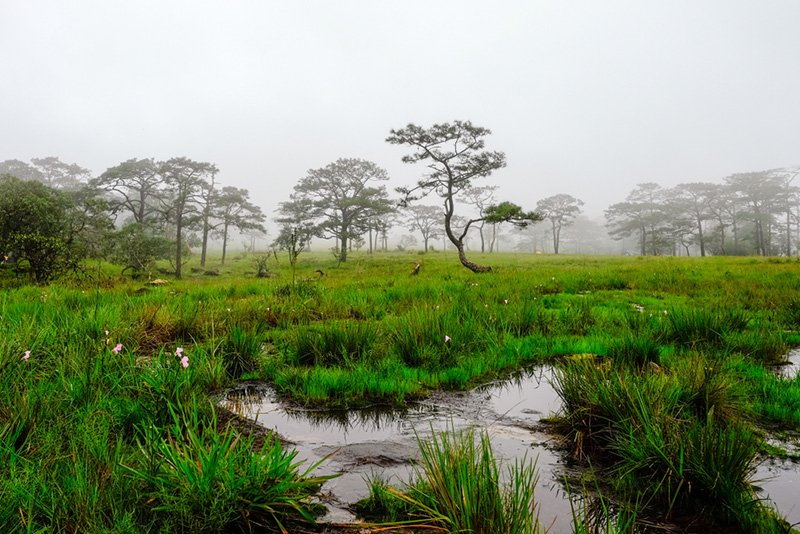 ที่ราบสูงโบลาเวน เที่ยวลาว
