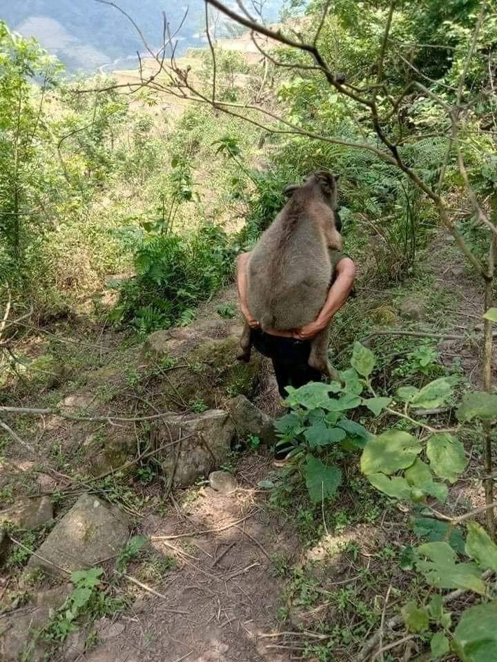 ควายน้อยขี่หลัง