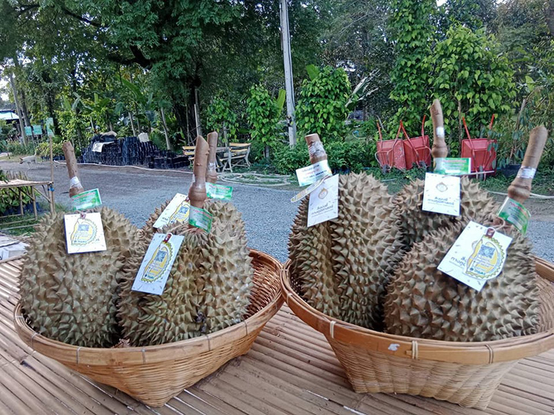 ทุเรียนปราจีนบุรี 2566