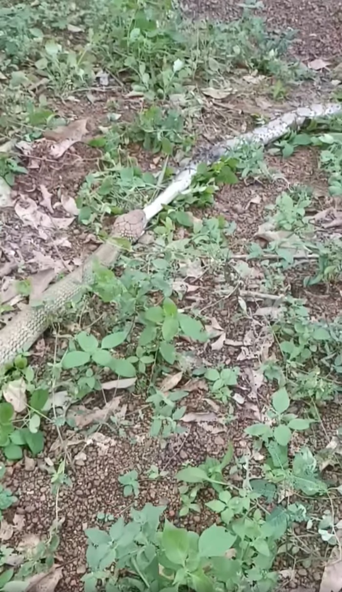 งูกินกัน