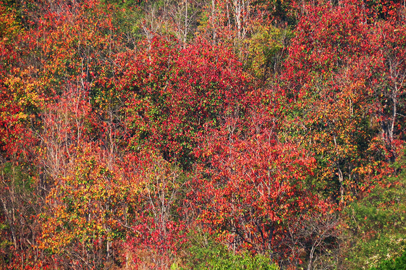 ป่าเปลี่ยนสี อุทยานแห่งชาติคลองลาน 2569